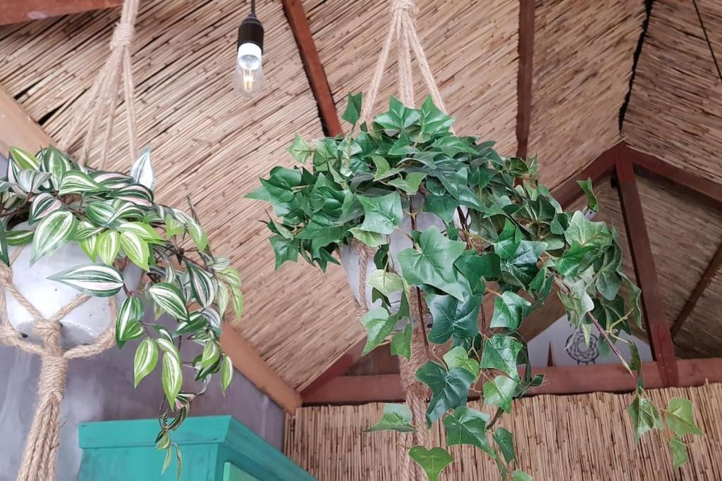 Balistyle Guesthouse Incl Hottub Near Amsterdam And Haarlem เวลเซน-เซิด ภายนอก รูปภาพ